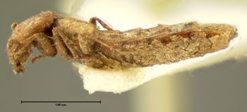 Media type: image;   Entomology 6253 Aspect: habitus lateral view